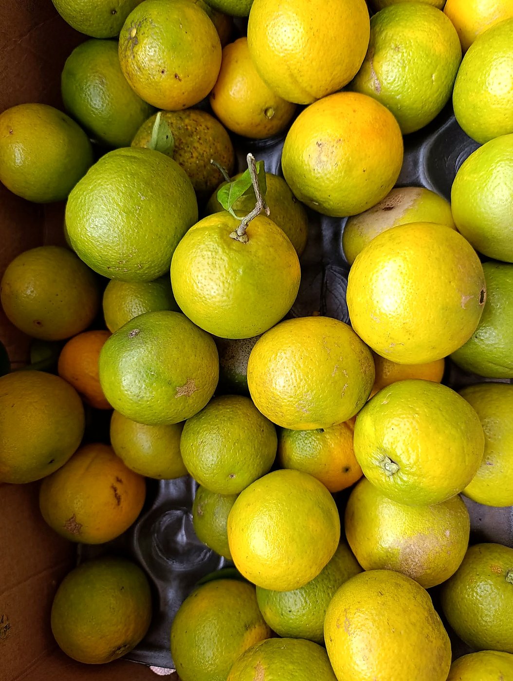 Fresh oranges shared as part of GCIG food support